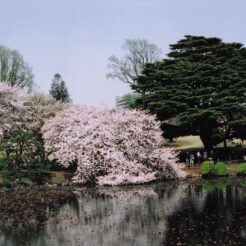 2005-04-09 新宿御苑 桜と池<br>桜