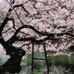 2005-04-09 井の頭公園 池辺と枝垂れる桜<br>桜