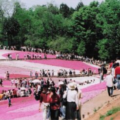 2005-05-03 埼玉県秩父市 羊山公園 芝桜の丘 満開の芝桜を見て歩く人々<br>秩父羊山公園芝桜の丘 新緑風景 芝桜満開