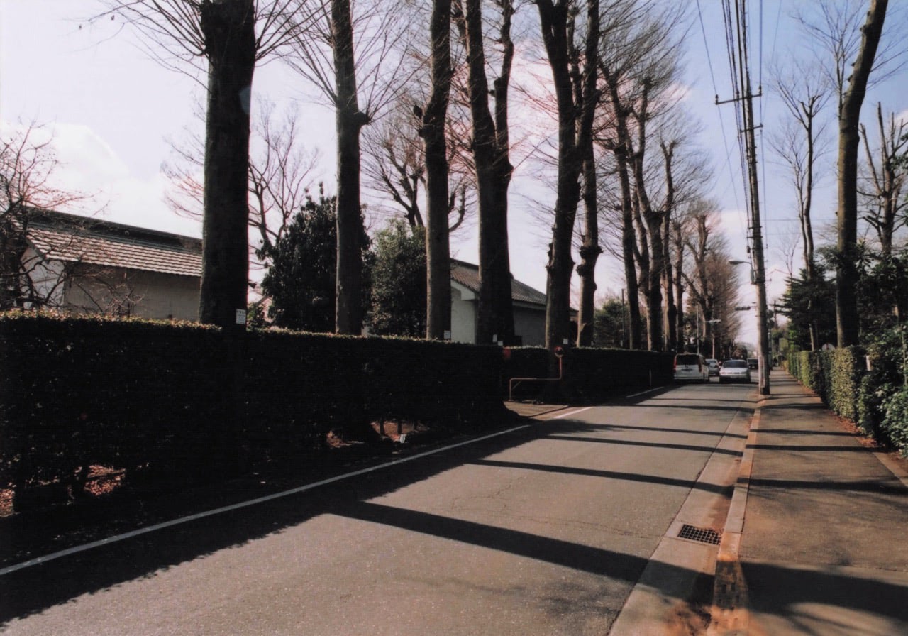 街路樹