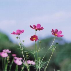 2005-10-21 昭和記念公園 空に向かって立つコスモス<br>秋桜