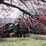 2006年3月 小金井公園と井の頭公園の桜
