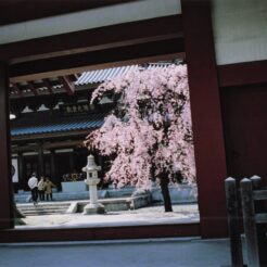 2006-04-08 花小金井 円成院 門越しの桜<br>円成院のシダレ桜 九分咲き