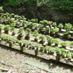 2006-04-30 13-28-34鷹取山の寺の盆栽<br>神武寺駅へ至るまでの鷹取山登山