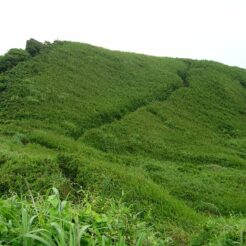 2006-07-01 16-11-56 黒崎の鼻への下り道<br>黒崎の鼻へ