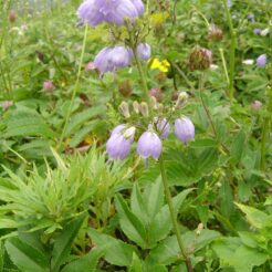 2006-08-15 11-51-13 ハクサンシャジン<br>礼文島の花