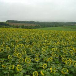 2006-08-16 14-28-10北海道(北竜町）のひまわり畑<br>北竜町のひまわり