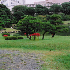 2006-09-30 浜離宮庭園の彼岸花<br>浜離宮の彼岸花