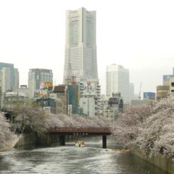 2007-03-31 16-23-14大岡川の桜<br>大岡川の桜を見に行った