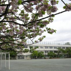 2007-04-22 12-18-16小学校に投票へ<br>選挙の投票で小学校へ