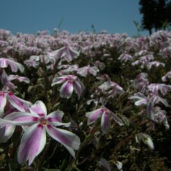 2007-04-29 12-04-43羊山公園の芝桜<br>秩父鉄道沿線を見に行った