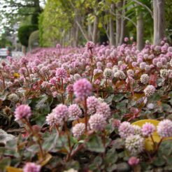 2007-04-22 15-16-17山手の植え込みのヒメツルソバ<br>選挙に行った後で元町や山手の西洋館周辺を歩いた