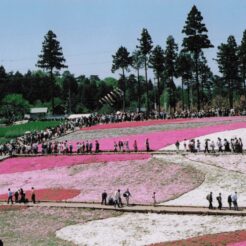 2007-05-03 秩父 羊山公園 芝桜と人々<br>芝桜