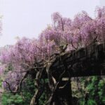 2007年5月 昭和記念公園の藤棚・広場、花の家のイペー、エビネ、ツリガネズイセン、オステオスペルマム、シバザクラ
