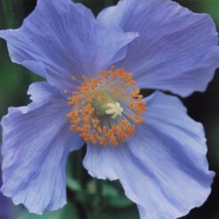 2007-05-01 花の家 ヒマラヤの青いケシ<br>花の家の春の花