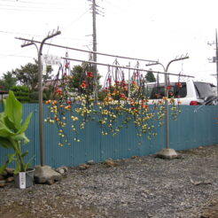 2007-09-29 13-13-32 高麗駅近くの民家の花ナス<br>西武線の特急で巾着田の彼岸花（曼珠沙華）を見に行った