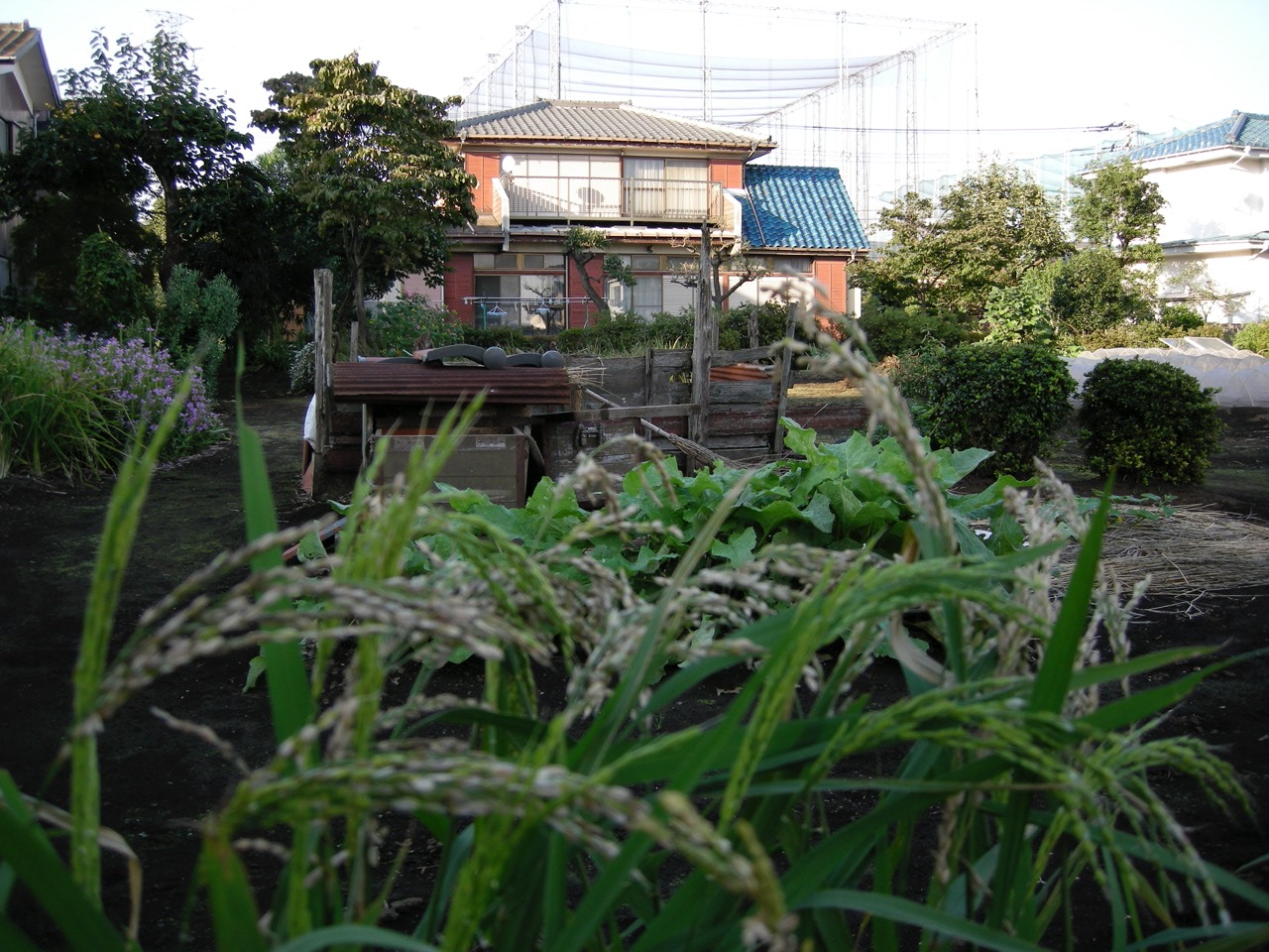 2007 10 06 16 05 11花の家 秋の景色と家屋