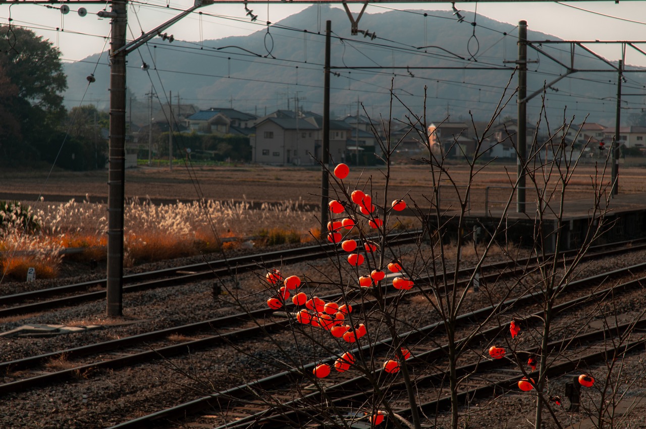 2007 12 08 13 12 13 3岩舟駅前の柿