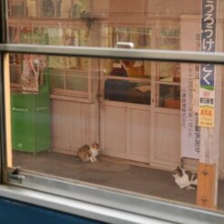 2007-12-22 15-06-57養老渓谷駅の猫<br>市原市民の森のイルミネーションと小湊鉄道の旅