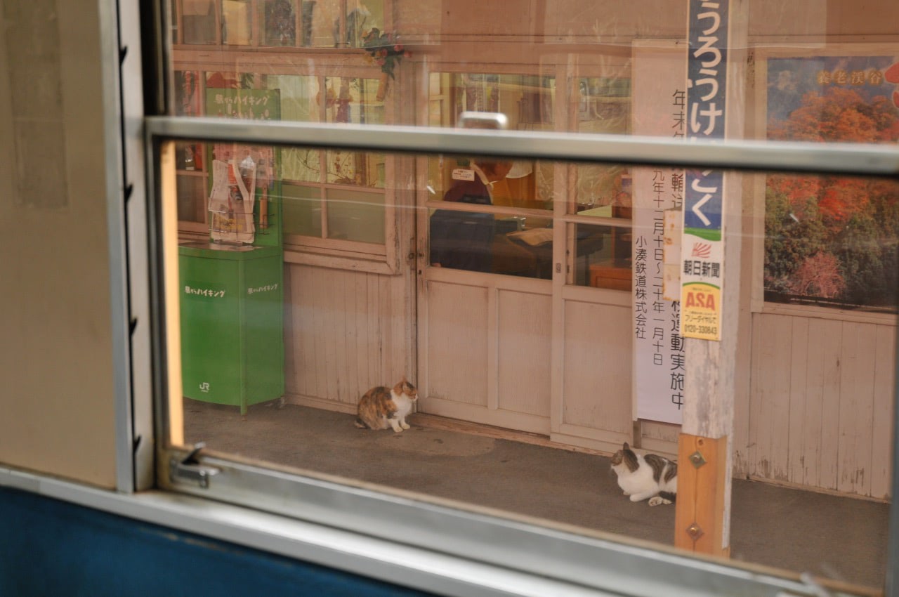 2007 12 22 15 06 57養老渓谷駅の猫