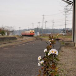 2007-12-22 14-26-16上総鶴舞駅のホームと花<br>市原市民の森のイルミネーションと小湊鉄道の旅