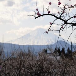 2008-02-23 15-21-29曽我梅林と富士山<br>下曽我の曽我梅林へ向かう