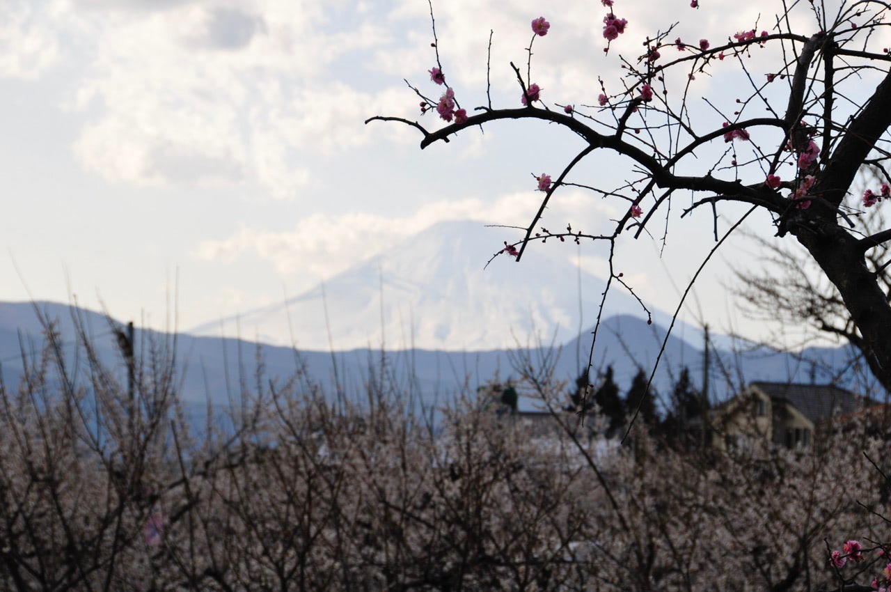 2008 02 23 15 21 29曽我梅林と富士山