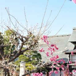 2008-03-15 15-15-30甲府の梅<br>甲府や勝沼、塩山を巡ったが花粉がひどくて落ち着かなかった