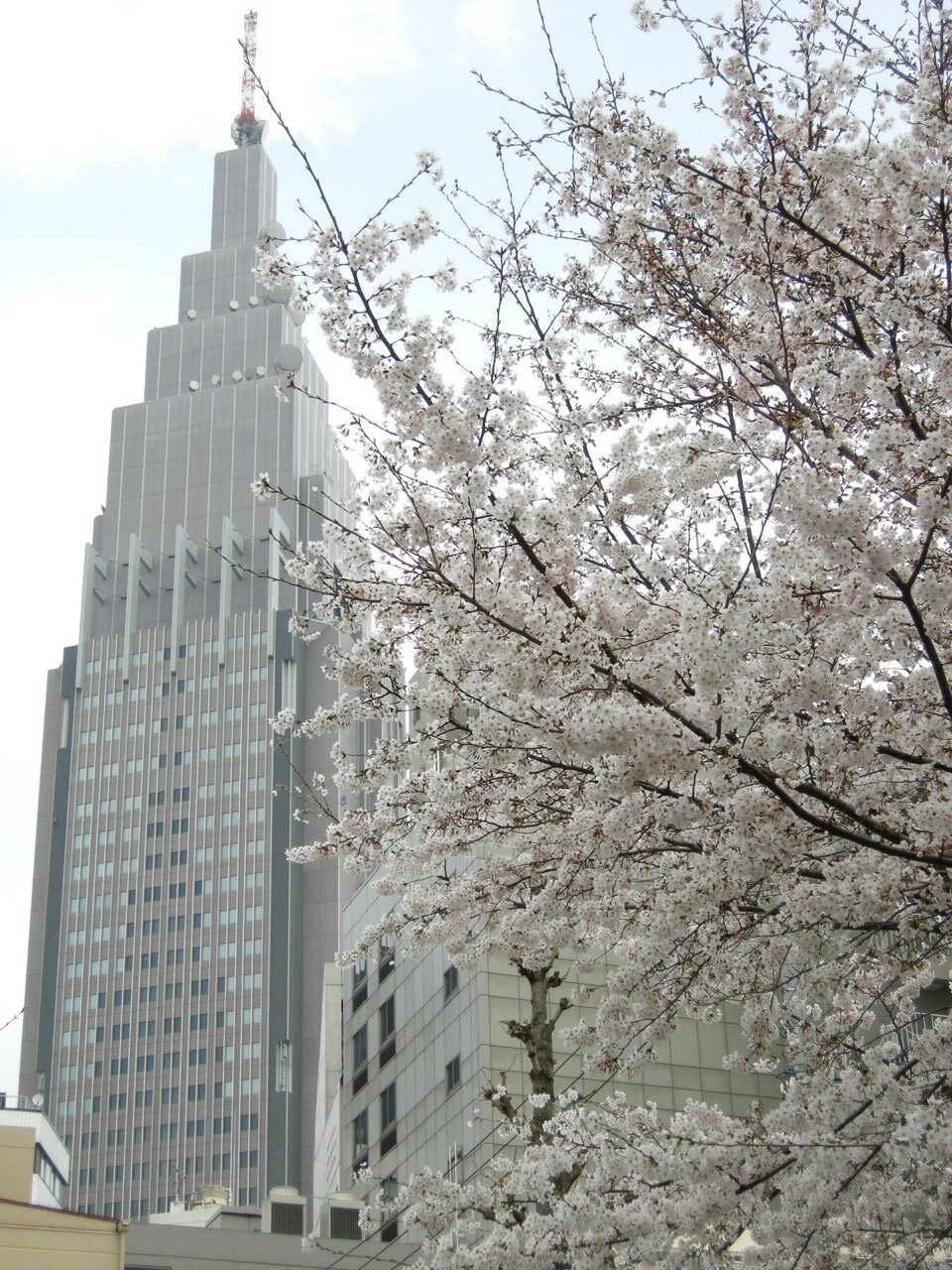 2008 03 28 13 15 03代々木のドコモタワーと桜