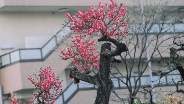 ウメ