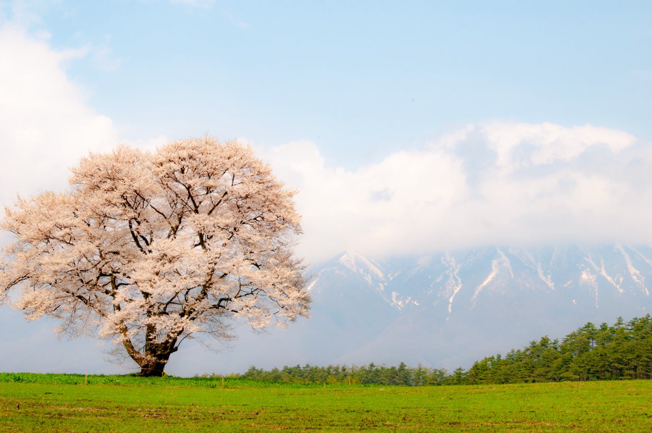 桜