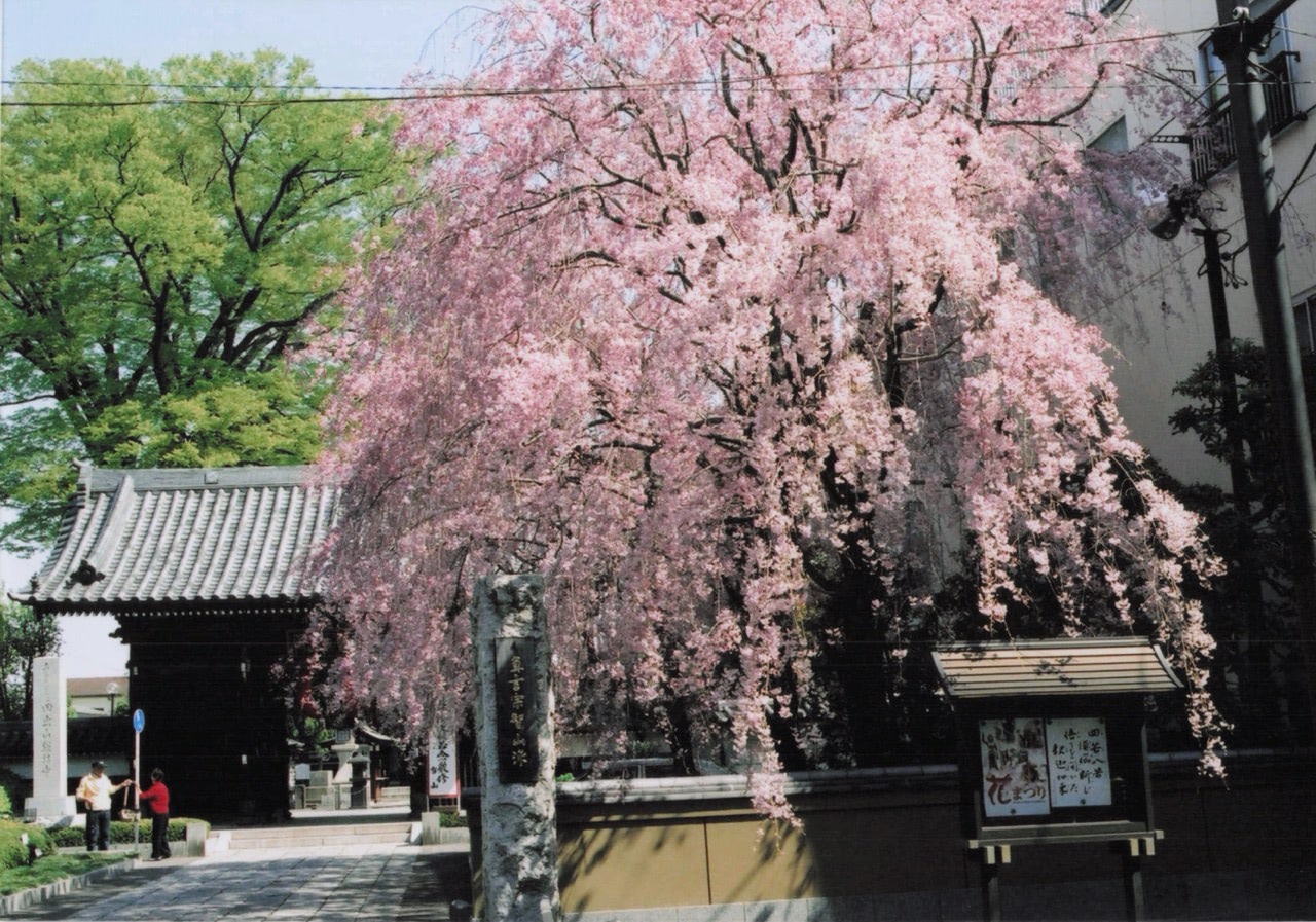 サクラ