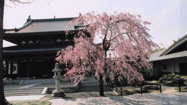 サクラ