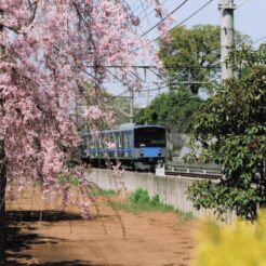 2008-04-01 小平 小平ふるさと村 桜と西武鉄道の列車<br>桜と西武鉄道の電車