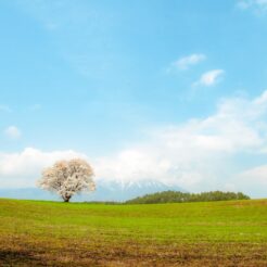 2008-04-27 12-19-19 小岩井の一本桜<br>花巻と小岩井の一本桜の旅