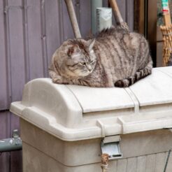 2008-06-21-15-14-02 川原湯温泉の入り口の猫<br>ダムに沈むために移転が予定されている川原湯温泉へのドライブ