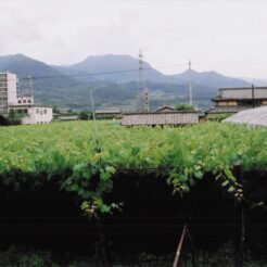 2008-06-21 山梨県笛吹市 さくら温泉通り<br>桜ボ狩り ハーブ園（さくらんぼ狩り）