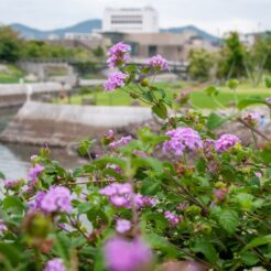 2008-09-14-16-41-43長崎 水辺の森公園とランタナの花<br>博多から特急かもめで長崎市を市電で巡った