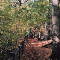 2008-11-26 玉川上水 紅葉する道<br>玉川上水の紅葉