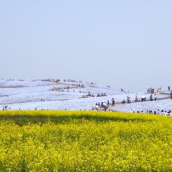 2009-05-02-12-04-24日立中海浜公園のネモフィラと菜の花<br>ひたちなか海浜公園と袋田の滝ドライブ