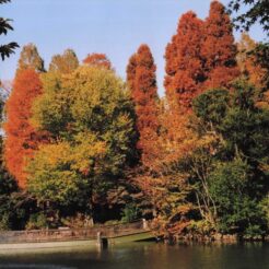 2009-11-23 井の頭公園 紅葉 おじいちゃんのお気に入り2L判アルバム最後の一枚<br>井の頭公園