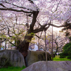 2010-05-05-17-47-02盛岡の石割桜<br>岩泉の龍泉洞と岩泉線、盛岡の桜と小岩井農場を巡る