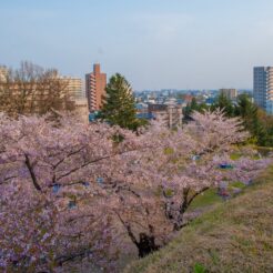 2010-05-05-17-03-30盛岡城跡公園の高台と桜<br>岩泉の龍泉洞と岩泉線、盛岡の桜と小岩井農場を巡る