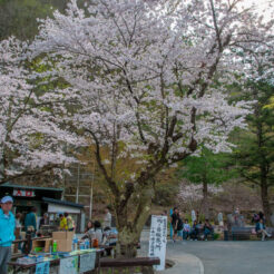 2010-05-04-14-59-23岩泉町 龍泉洞入り口の桜<br>岩泉の龍泉洞と岩泉線、盛岡の桜と小岩井農場を巡る