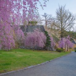 2010-05-05-16-52-21盛岡城跡公園と桜<br>岩泉の龍泉洞と岩泉線、盛岡の桜と小岩井農場を巡る