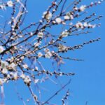 青空入て黒田梅 1まい