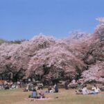 小金井公園の桜　多摩自テン車道桜