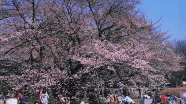 サクラ