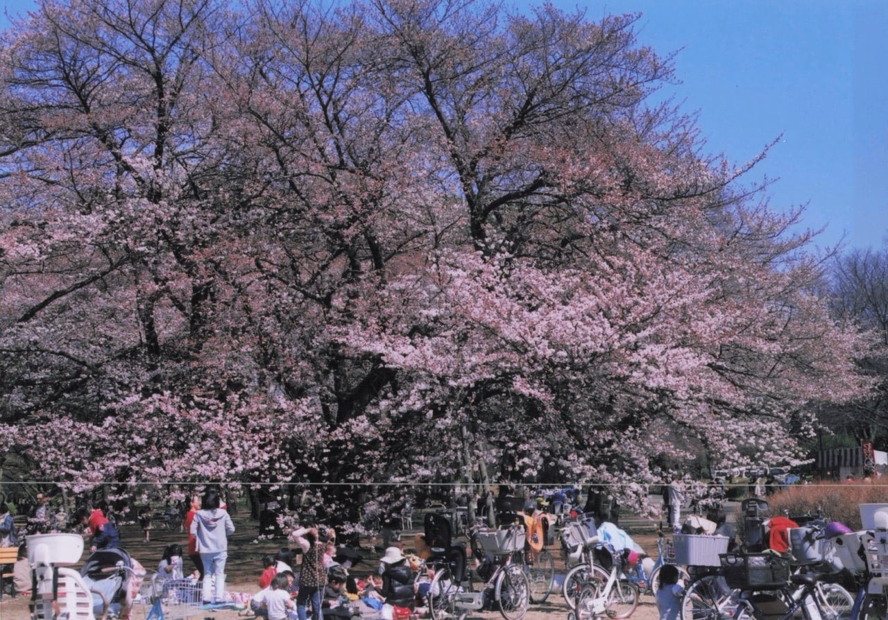 サクラ