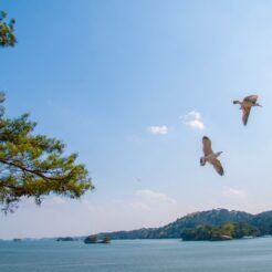 2011-05-08-14-35-30 松島湾とカモメ<br>東日本大震災で津波の影響を受けた場所を辿る